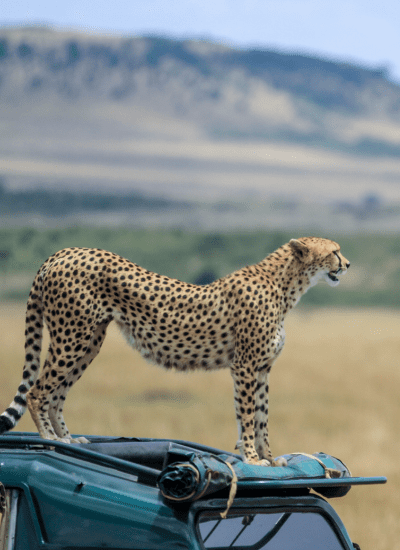 BEST OF MASAI MARA SAFARI