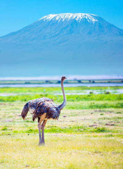 KILIMANJARO EXPRESS SAFARI
