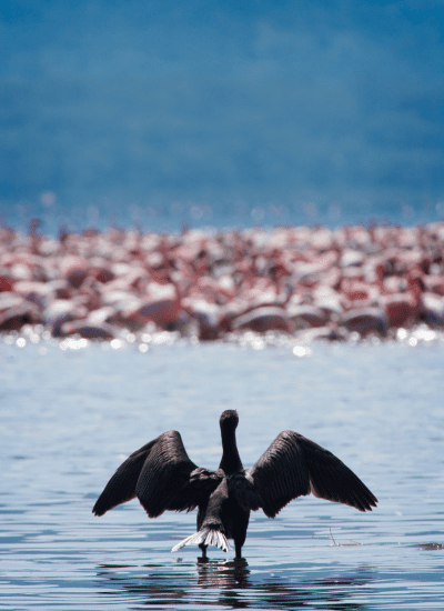 BEST OF KENYA SAFARI - SWEETWATERS