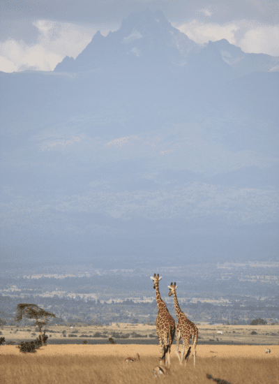 BEST OF KENYA SAFARI - ABERDARES