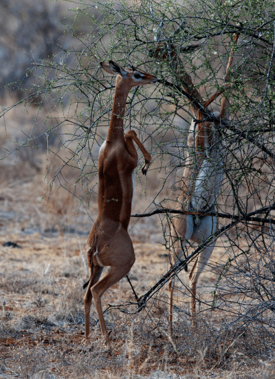 BEST OF SAMBURU SAFARI