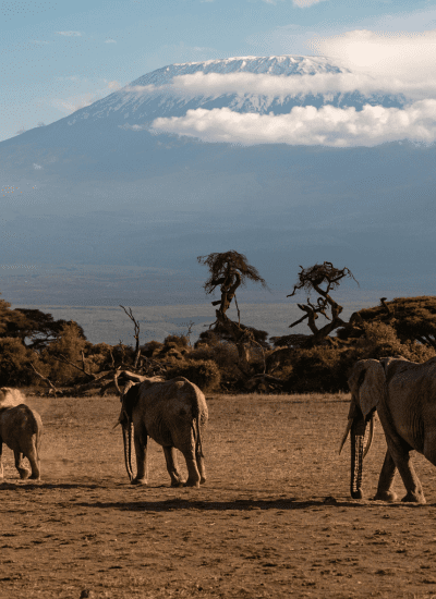 BEST OF MT. KENYA SAFARI