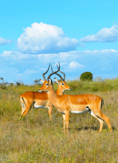 KENYA EXPLORER EAST SAFARI