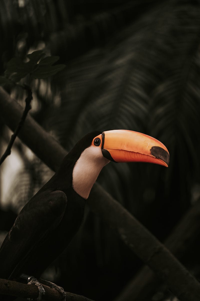 Close-up of a colorful toucan perched on a branch in a lush jungle, capturing its vibrant beak.