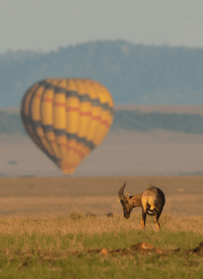 BEST OF NORTH KENYA SAFARI