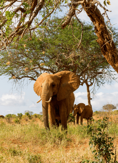 HIGHLIGHTS OF NORTH KENYA SAFARI