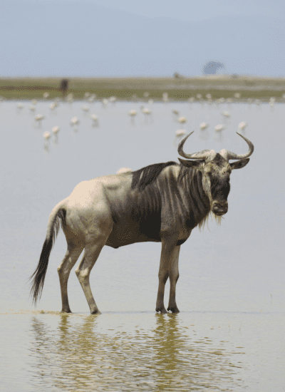Best of Amboseli Safari
